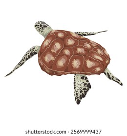 Green turtle. Realistic vector marine reptile.