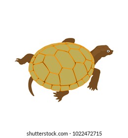 Green turtle vector