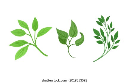 Twig y rama verde con conjunto de vectores de hojas