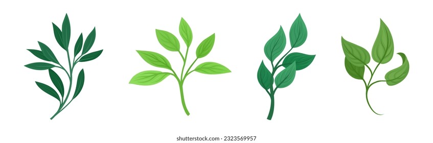 Green Twig and Branch with Leaves Vector Set