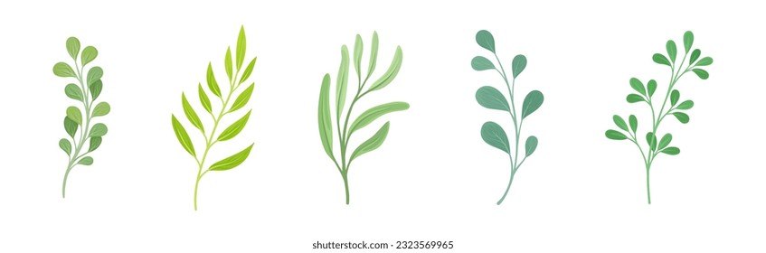 Green Twig and Branch with Leaves Vector Set