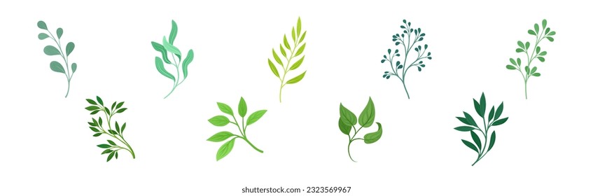 Twig y rama verde con conjunto de vectores de hojas