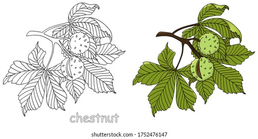 Green twig of chestnut with young leaves on a white background. Isolated vector illustration svg