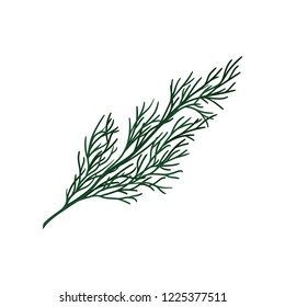 Green twig of Christmas tree. Small coniferous branch. Natural object. Flat vector design