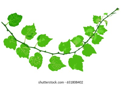 Green twig of decorative wild grape isolated on white, vector illustration