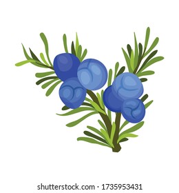 Green Twig of Juniper with Needle Like Leaves and Blue Aromatic Seed Cones Vector Illustration