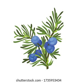 Twig verde de Juniper con hojas similares a la aguja e Ilustración vectorial de los hornos de semillas aromáticas azules