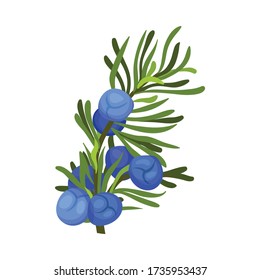 Twig verde de Juniper con hojas similares a la aguja e Ilustración vectorial de los hornos de semillas aromáticas azules