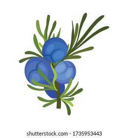 Green Twig of Juniper with Needle Like Leaves and Blue Aromatic Seed Cones Vector Illustration