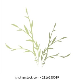 Grüner Zweig, Blätter. Einzelelement auf weißem Hintergrund.