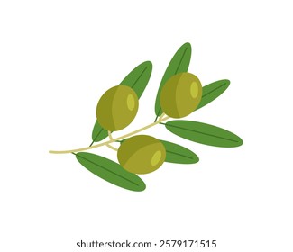 Green twig of olive tree branch isolated on white background. Vector illustration