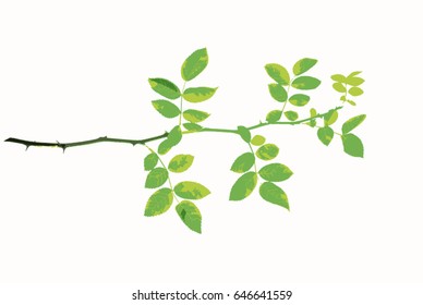 Green twig of rose with hips isolated, vector illustration