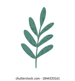 Green twig with small leaves isolated on white background. Botanical sketch hand drawn in style doodle vector illustration