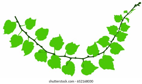 Green twig sprout of decorative wild grape isolated on white, illustration in three colors 