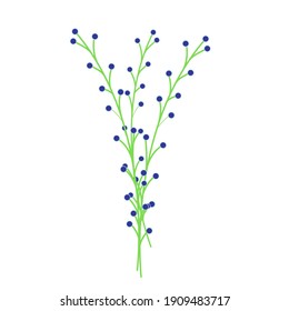 

Green twigs with blue berries, floral decor element, flower with small blue buds, decor for bouquets, vector object, illustration in flat style.