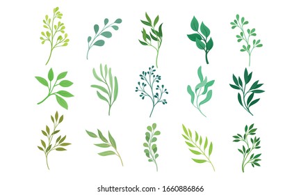 Green Twigs and Branches with Leaves Vector Set