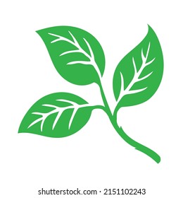 Green Twigs and Branches with Leaves Vector, autumn leaves on branches flat vector illustration isolated on white background