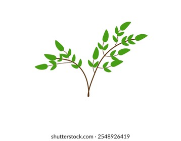 green twigs of a bush on a white background