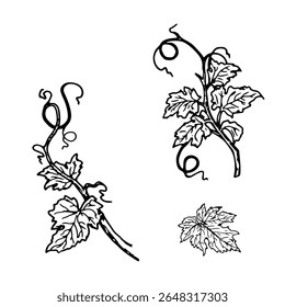 Galhos verdes e folhas de abóbora, conjunto de silhuetas, esboço preto e branco. Ilustração vetorial. Ramos de primavera de uvas jovens, isolados sobre fundo branco. Tema de vinificação, colheita e Páscoa