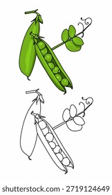 Green two peas Vegetable in a pod coloring page. Food ingredient