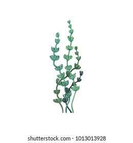 Green underwater seaweed, aquatic marine algae plant vector Illustration