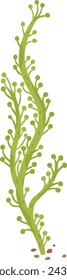 Green underwater seaweed with small buds. Aquatic plant life illustration. Ocean flora vector illustration.