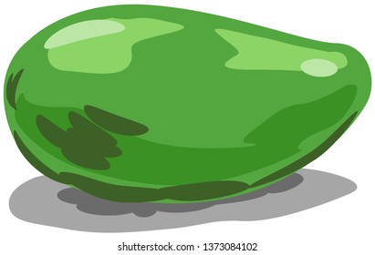 Green unripe mango vector