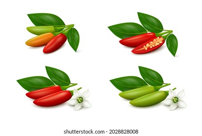 Green (unripe) and red (ripe) bird's eye chili peppers with flower and leaves, halved and whole pods, isolated on white background. Realistic vector illustration.