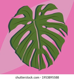 Green vector big tropical monstera leaf with delicate shadow on pinky background
