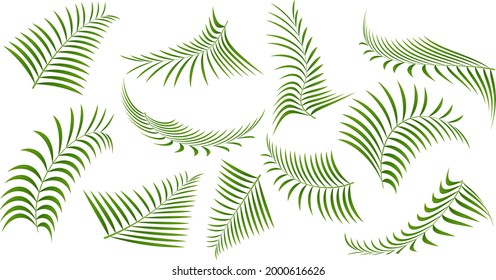 green vector exotic tropical palm leaves  clip art set  illustration