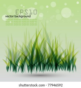 Green vector grass background with place for your text