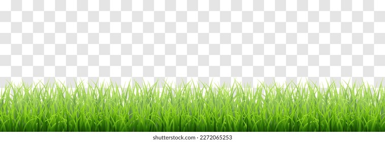 Green vector grass isolated on png background. Spring green grass, lawn. Summer nature decoration.