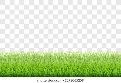 Green vector grass isolated on png background. Spring green grass, lawn. Summer nature decoration.