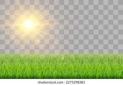 Green vector grass isolated on png background. Spring green grass, lawn with sun glare. Summer nature decoration.