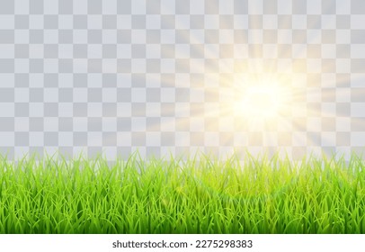 Green vector grass isolated on png background. Spring green grass, lawn with sun glare. Summer nature decoration.