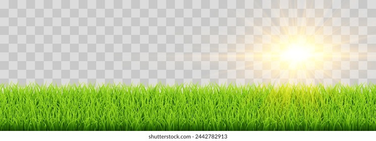 Green vector grass isolated on png background. Spring green grass, lawn. Summer nature decoration