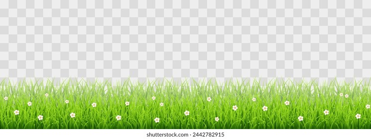 Green vector grass isolated on png background. Spring green grass, lawn. Summer nature decoration