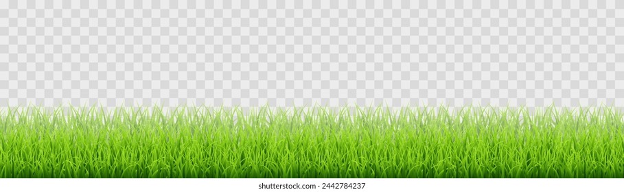 Hierba verde del vector aislada en el fondo del png. Hierba verde de primavera, césped. Decoración de verano
