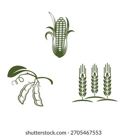 Iconos de vectores verdes de cultivos agrícolas esenciales: maíz, guisantes y trigo