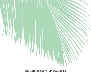 Green vector illustration of a big Cocos nucifera palm leaf on the white background
