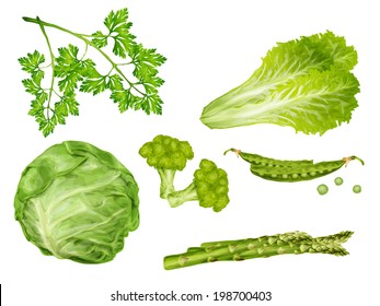 Green vegetable organic food set with cabbage parsley peas lettuce isolated vector illustration