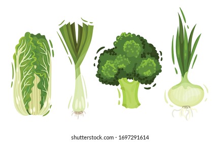 Green Vegetables with Cabbage and Onion Vector Set
