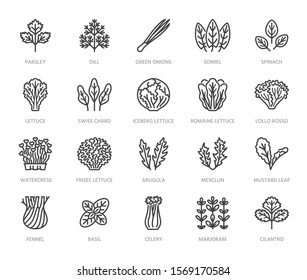 Green vegetables flat line icons set. Lettuce, spinach, cress salad, chard, dill, celery vector illustrations. Outline pictogram for fresh food vegan store. Pixel perfect. Editable Strokes.