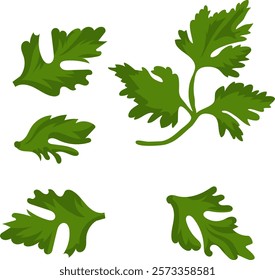 Green vegetables and herbs, organic vegetarian food. Eps 10.cartoon style, flat.parsley green leaf.ingredients for pizza