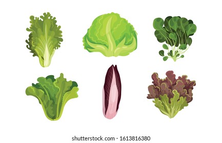 Green Vegetables and Herbs with Stems and Fibres Vector Set