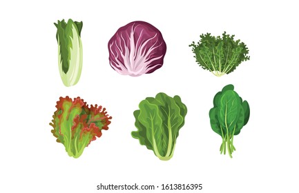Green Vegetables and Herbs with Stems and Fibres Vector Set