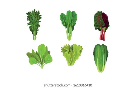 Green Vegetables and Herbs with Stems and Fibres Vector Set