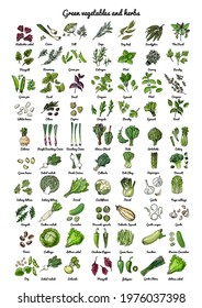 Green vegetables and herbs. Vector food icons of vegetables. Colored sketch of food products. Spices, artichoke, arugula, radish, lettuce, onion, zucchini