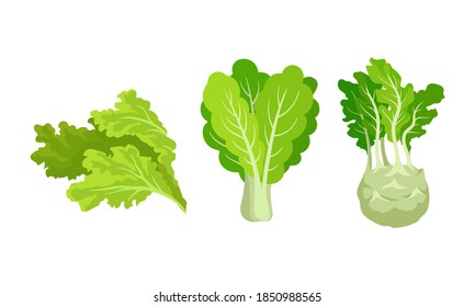 Green Vegetables with Lettuce Leaf and Turnip Vector Set