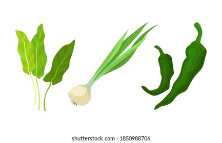 Green Vegetables with Pepper and Onion Vector Set